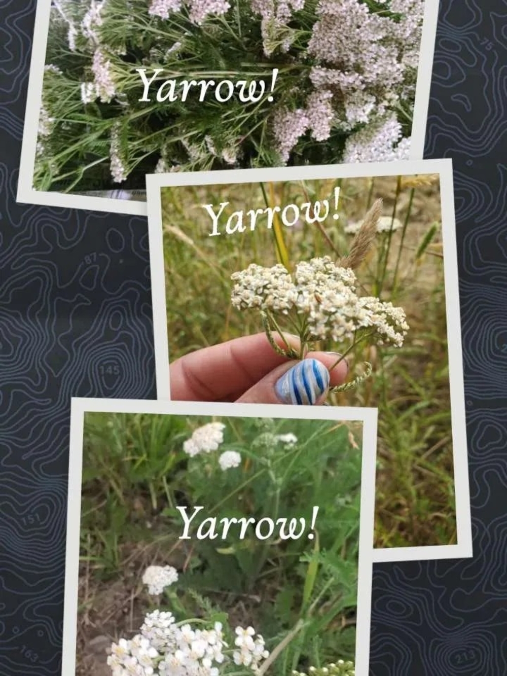 White Yarrow Flower Dried Herb
